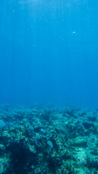 istock Underwater Reef in the Bahamas 829187756