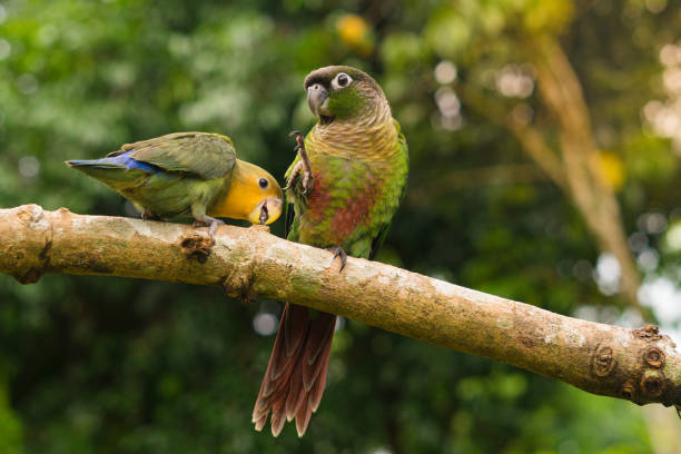 istock Lovebird and Green cheek conure 829199008