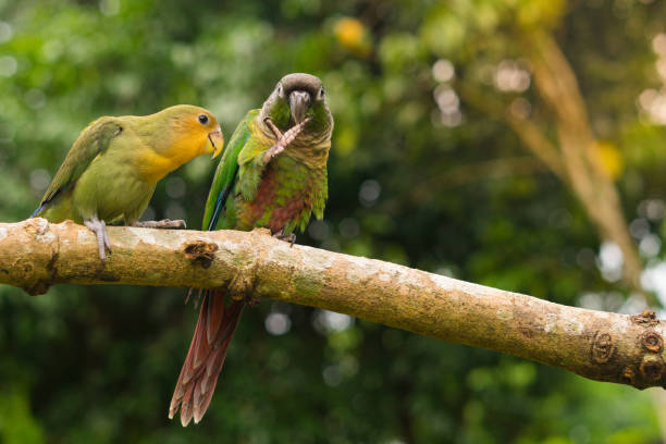 istock Lovebird and Green cheek conure 829199936