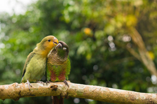 Lovebird and Green cheek conure two parrots Lovebird and Green cheek conure green cheek conure stock pictures, royalty-free photos & images