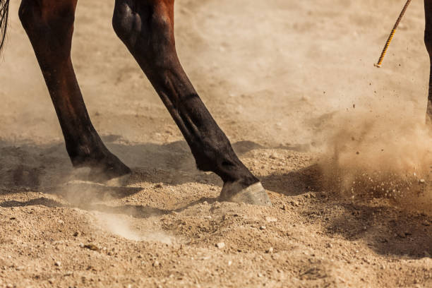 istock horse hooves 829210460