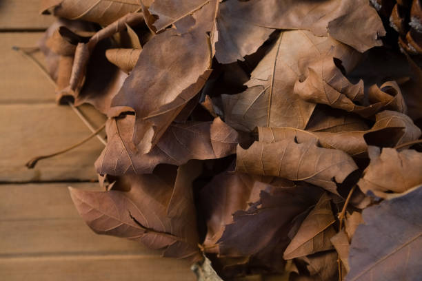 istock Close up of dried leaves 829219508