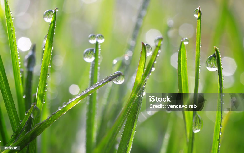 Fresh green spring blades of grass with dew drops. Fresh green spring blades of grass with dew drops closeup. Blade of Grass Stock Photo