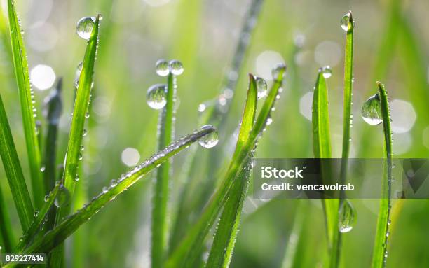 Fresh Green Spring Blades Of Grass With Dew Drops Stock Photo - Download Image Now - Blade of Grass, Dew, Drop