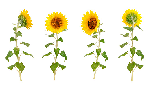 Set of flowers of a sunflower on a white background. An isolated object.