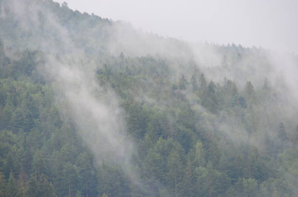 vapore sulle montagne dopo una pioggia. - meteorology rain fog forest foto e immagini stock