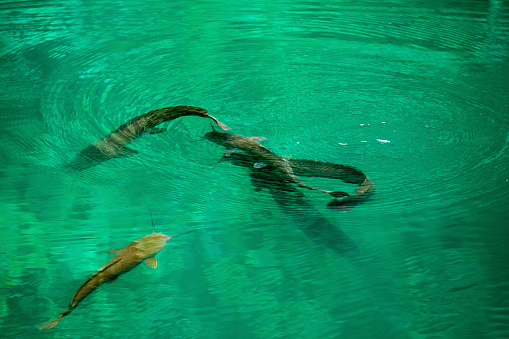 Catfish clarias in green lake their natural habitat.