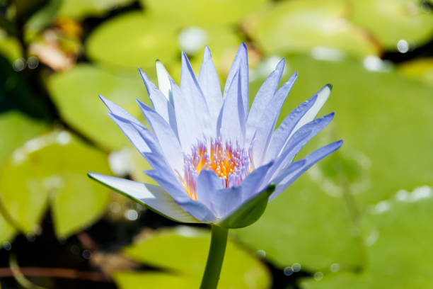 istock Big blue water lily close-up on background 829258980