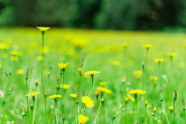 Looking across a field of daisies during an Oregon Summer. It's sunny and nobody is present. Plenty of room for copy.
