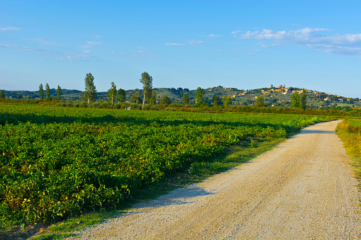 Tuscany landscape with dirty road leading to the medieval city. Road between the plantation of tomatoes in Italy.