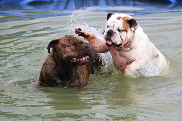 Bulldog Pool Party stock photo