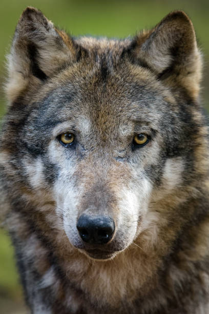 istock Portrait of a European wolf 829269994
