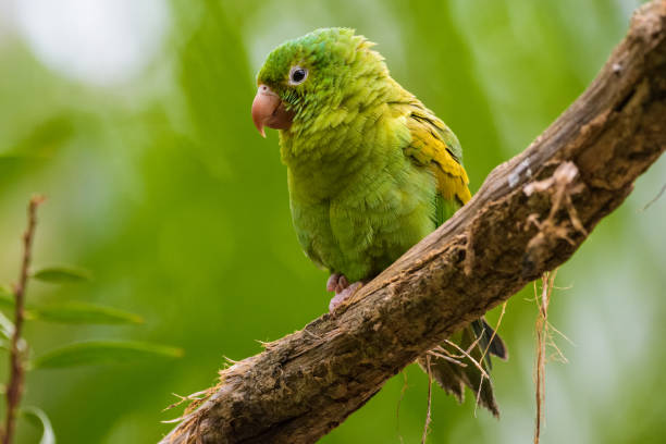 istock Olive throated parakeet on a branch 829272142