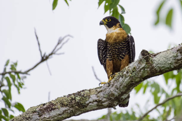 istock Orange-breasted falcon sitting on a branch 829272396