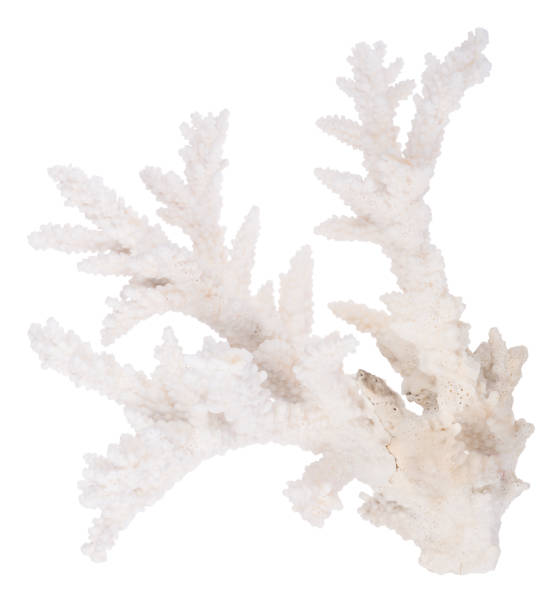 istock white isolated old coral branch 829283132