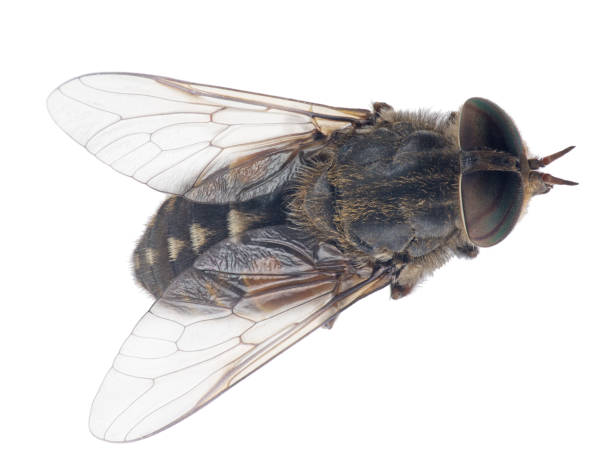 istock pale giant horse-fly top view 829285212