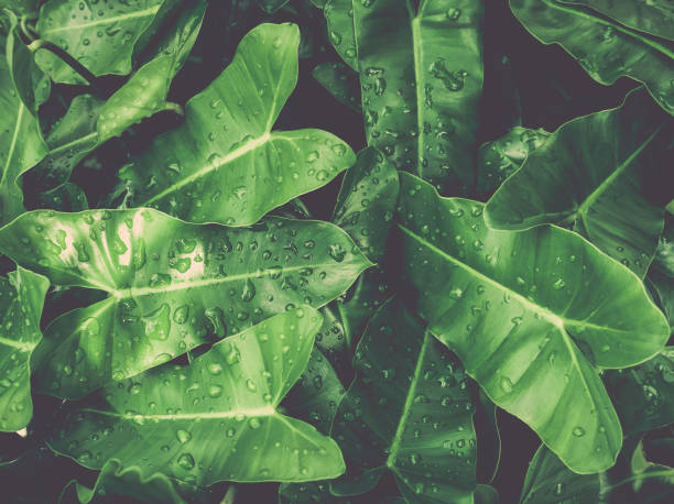 istock Green leaves with dews under sunlight. 829287600