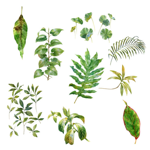 istock watercolor painting of leaves on white background 829293080
