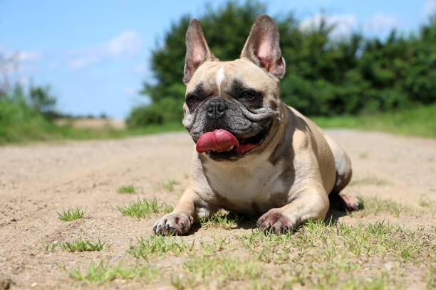 istock French Bulldog Portrait 829297944