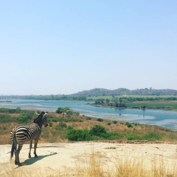 istock Zebra looking over a river in rural Zimbabwe 829302276