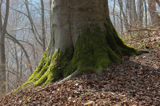 istock details of beech forest in south germany in march springtime like tree flower shell and waterfall 829324074