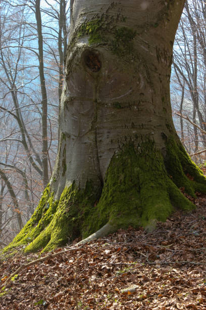 istock details of beech forest in south germany in march springtime like tree flower shell and waterfall 829324478