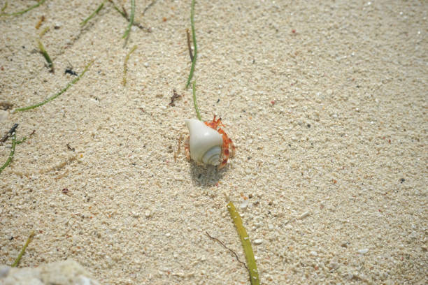 Hermit crab walking