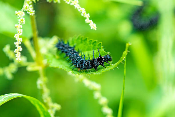 istock Eruca of peacock butterfly 829338212