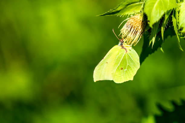 brimstone butterfly on a flower of a cabbage thistle