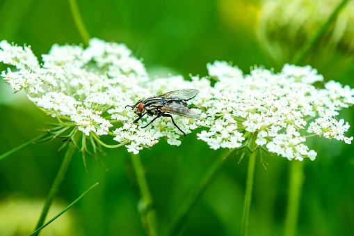 common fly on carrot flower