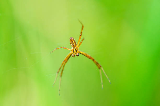 wasp spindel, manliga spindel i sin web - getingspindel bildbanksfoton och bilder