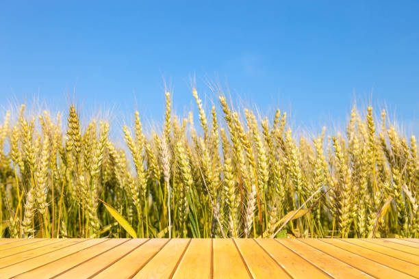 istock Golden wheat field with blue sky in background 829339864