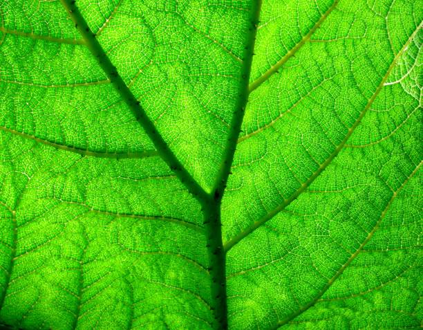 istock Illuminated giant rhubarb gunnera manicata leaf close up 829343298