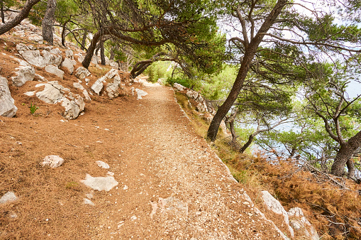 Gravel path in forest near Adriatic sea.