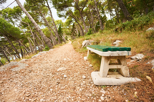 Bench in forest