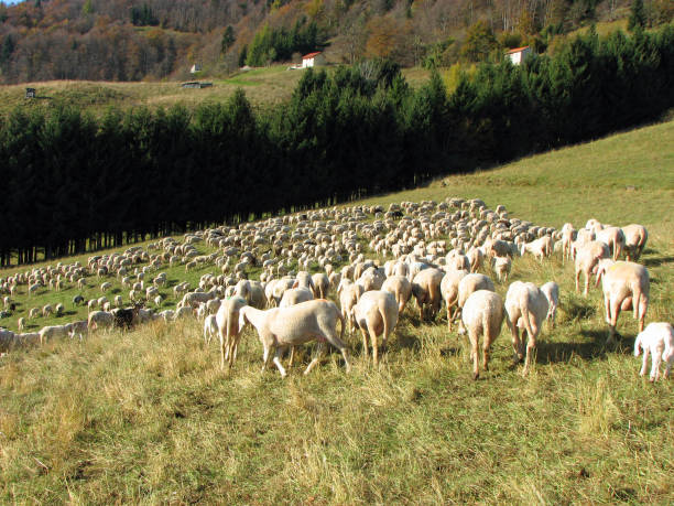 istock flock with many sheep with long white fleece grazing on mountain 829363948