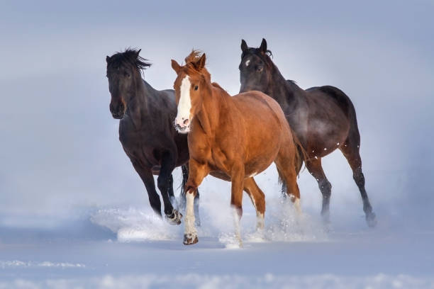 istock Horse herd in snow 829364272