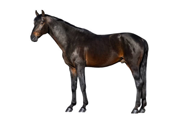 istock Horse exterior cut out 829364674