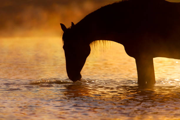 istock Horse silhouette at sunrise 829364860