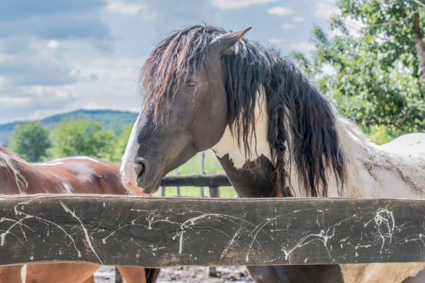 istock portrait of a beautiful  horse 829366048