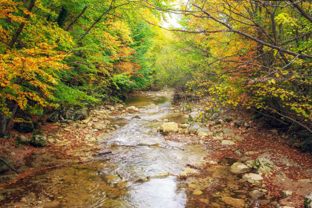 istock Beautiful autumn landscape with mountain river. Forest in Crimea. 829373020