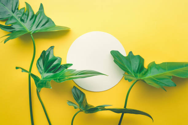 istock Real leaves with white copy space background.Tropical Botanical concept 829379248