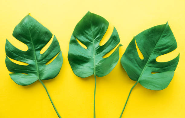 istock Real tropical leaves on pastel color background. 829380694