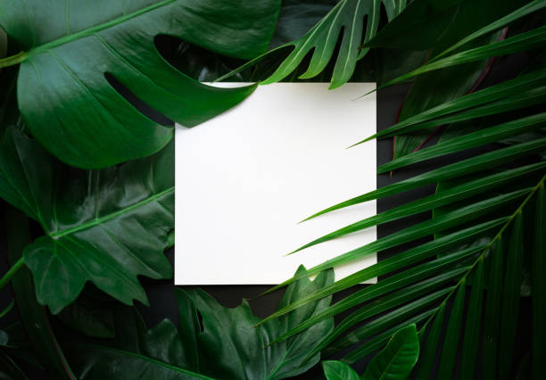 istock Real leaves with white copy space background.Tropical Botanical concept 829381540