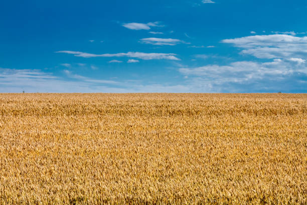 Summertime landscape - wheat field against the sky with clouds background