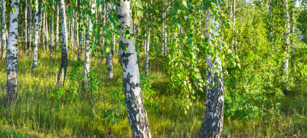 istock Birch grove on a sunny summer day landscape banner, huge panorama 829394284