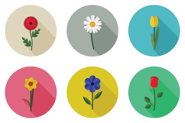 цветы плоские иконы - нарцисс мифологический персонаж stock illustrations