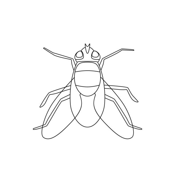 Fly line drawing Fly line drawing. Vector thin illustration of housefly midge fly stock illustrations
