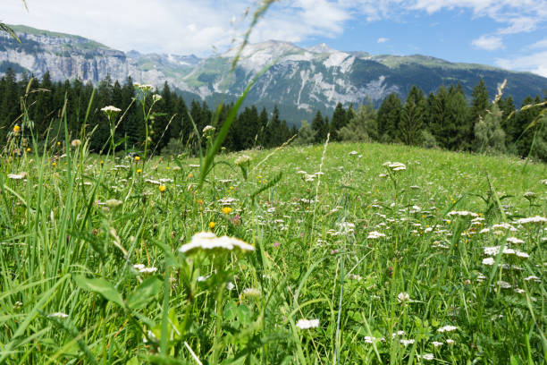 초원에서 꽃 여름 하이킹 날씨에 알프스 풍경 - landscape laax graubunden canton switzerland 뉴스 사진 이미지