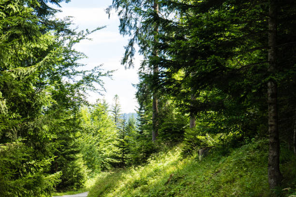 필름에서 일광에서 여름 숲 - landscape laax graubunden canton switzerland 뉴스 사진 이미지